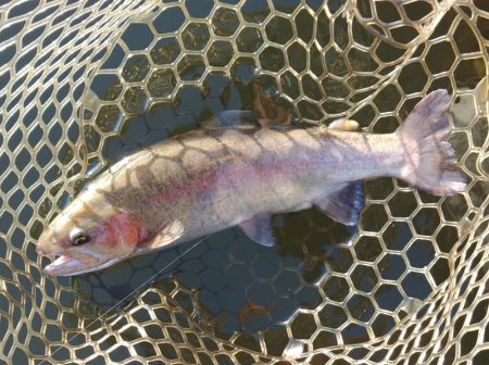 大安トラウトレイク釣果